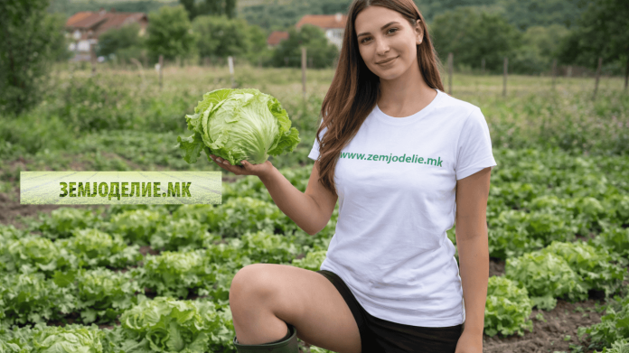 Аисберг салата