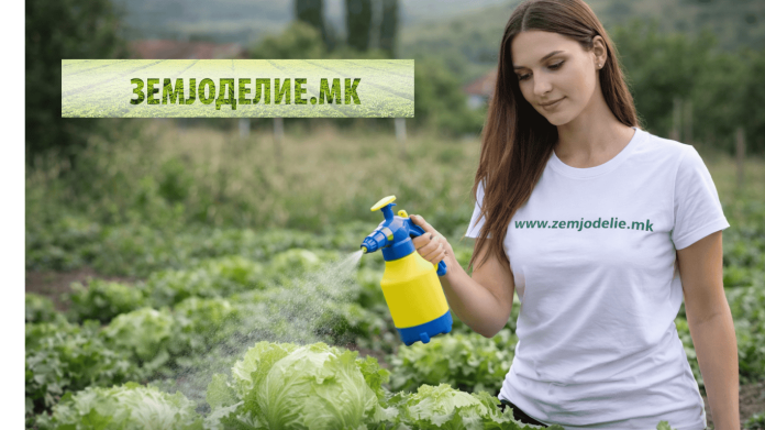 Болести и штетници кај аисберг салата + заштита (хемиски и органски) Болести и штетници кај аисберг салата