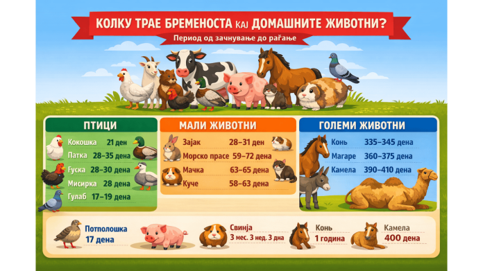 Колку трае бременоста кај домашните животни