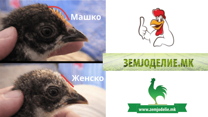 Машко или женско пиле? Еве како лесно да ја видите разликата Машко или женско пиле?