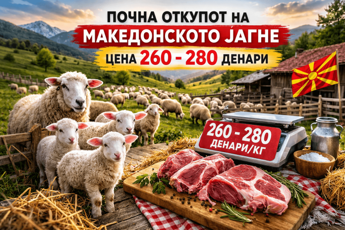 Откуп на јагне 2026: Цена 260-280 денари, сточарите бараат над 300 денари Откуп на јагне 2026