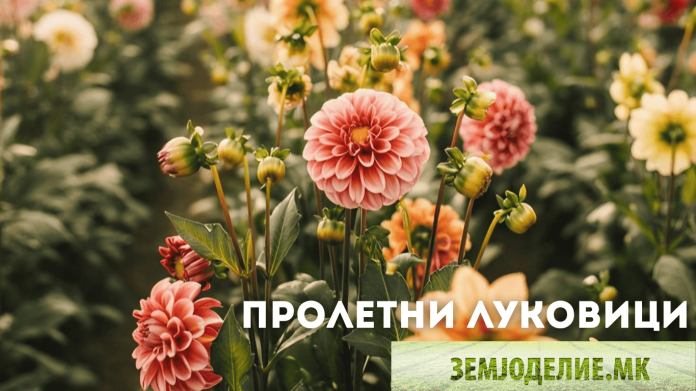 Пролетни луковици