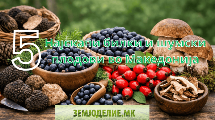 5 Најскапи билки и шумски плодови во Македонија