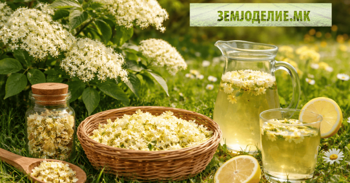 Бозел – природен лек за имунитет, настинка и прочистување на организмот Бозел