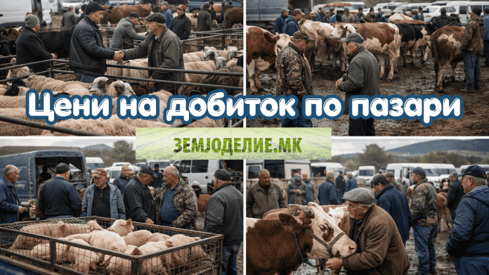 Цени на добиток по пазари во Македонија – целосен преглед со сите категории Цени на добиток