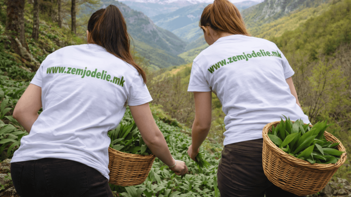 Кога се бере сремуш? Најдобро време и како правилно да го соберете Кога се бере сремуш