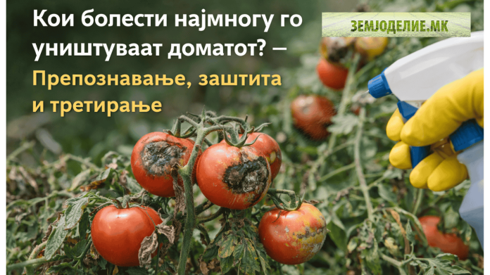 Кои болести најмногу го уништуваат доматот