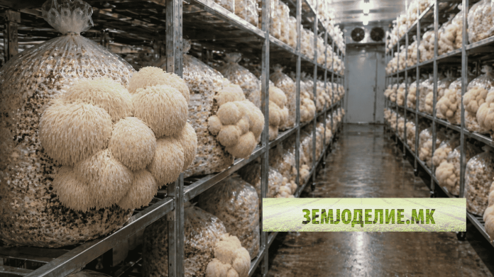 лавовска грива печурка одгледување