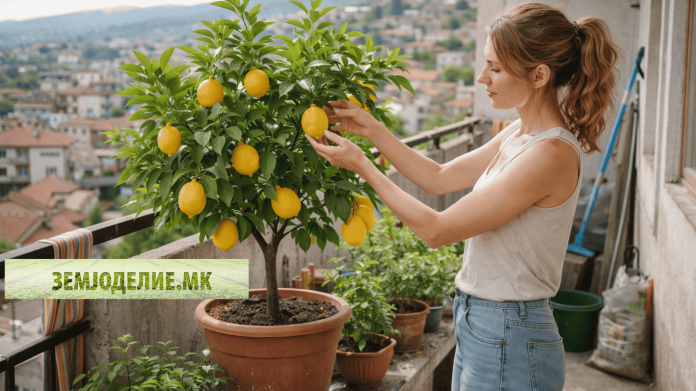 Лимон во саксија