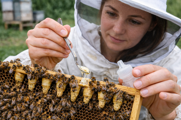 Матична млеч