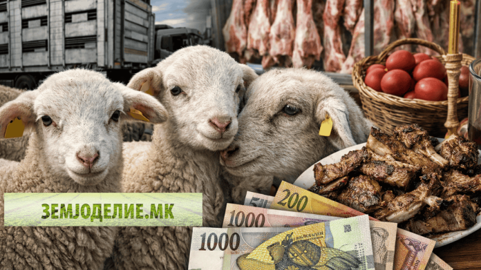 Откуп на јагниња Македонија достигна до 300 денари, дел од сточарите продаваат и по 350 Откуп на јагниња македонија