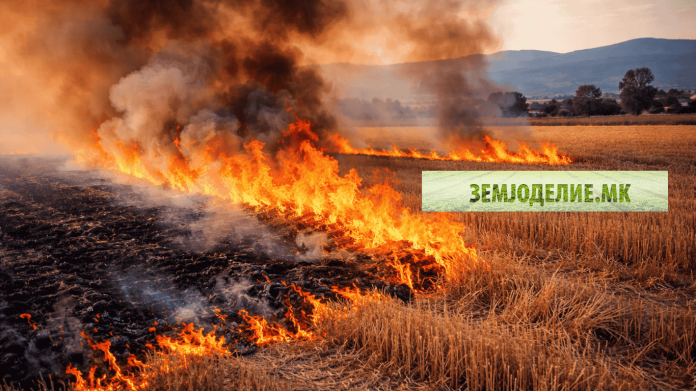 Палење стрништа