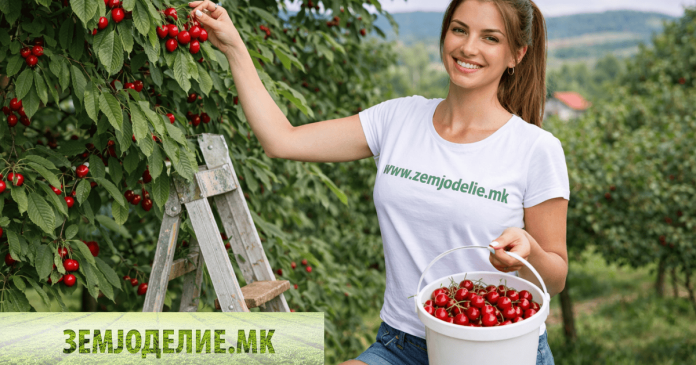 Подлога за цреша