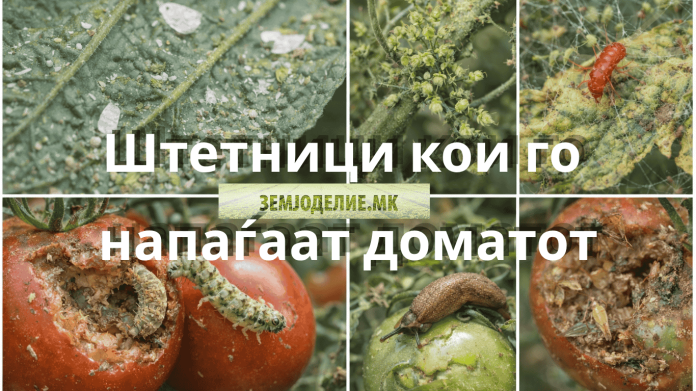 Штетници кај доматот