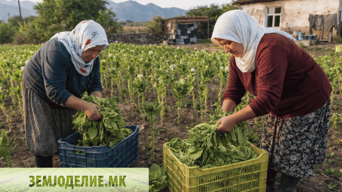 Субвенции за тутун 2026