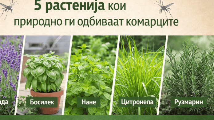 5 растенија кои природно ги одбиваат комарците – заштита без хемија Растенија против комарци