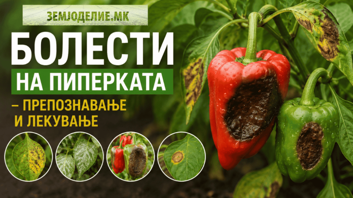 Болести на пиперката – препознавање и лекување болести на пиперката