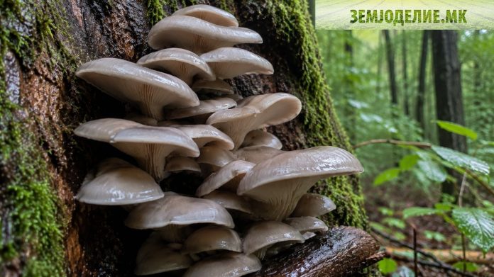 Буковка — вкусна и популарна печурка што расте и во Македонија буковка печурка