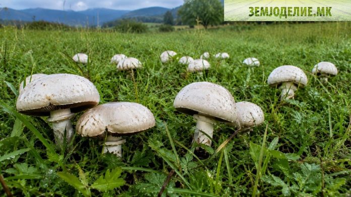 Ливадски шампињон — популарна јадлива печурка што расте на ливади и пасишта ливадски шампињон