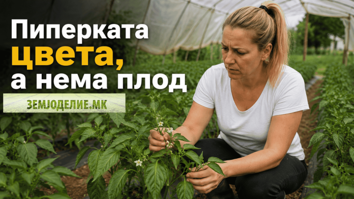 пиперката цвета нема плод