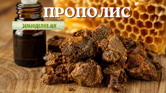 Прополис