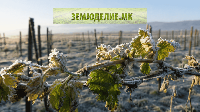 штети од пролетен мраз Неготино