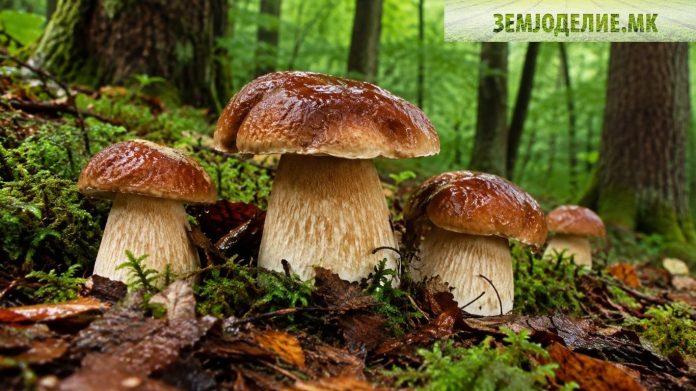 Вргањ — како да го препознаете, каде расте и кога се собира Вргањ печурка