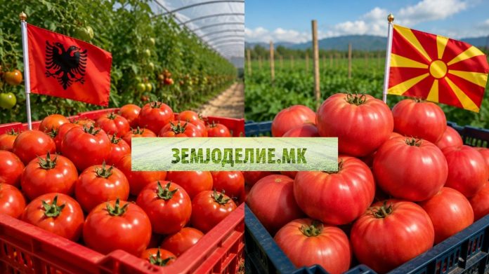 Албански vs Македонски домат — зошто домашниот е многу поскап? албански vs македонски домат