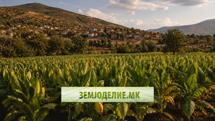 Кривична пријава за 1.200 кг тутун „Вирџинија“ во Могила – зошто е забрането производство без договор? нелегално производство на тутун