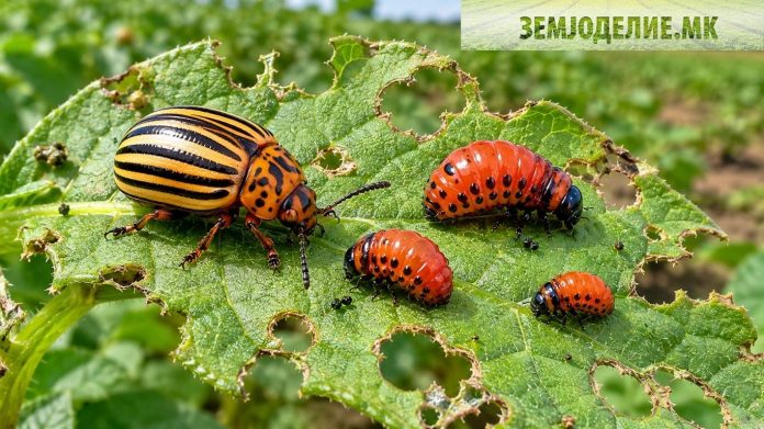 Тврдокрилци (Coleoptera) – компирова златица: заштита и инсектициди тврдокрилци компирова златица