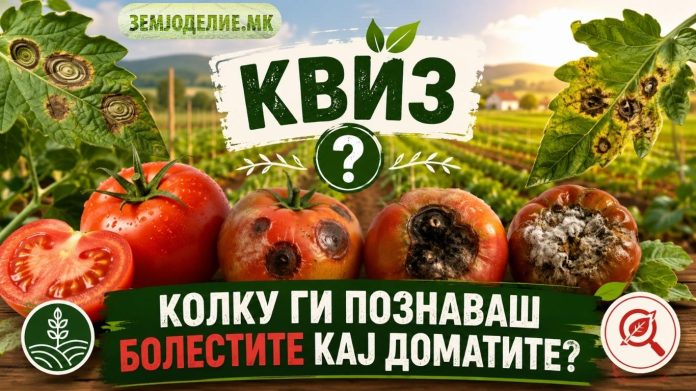 болести кај доматите