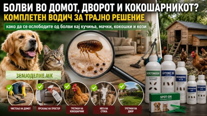 Bolvi vo domot болви во домот