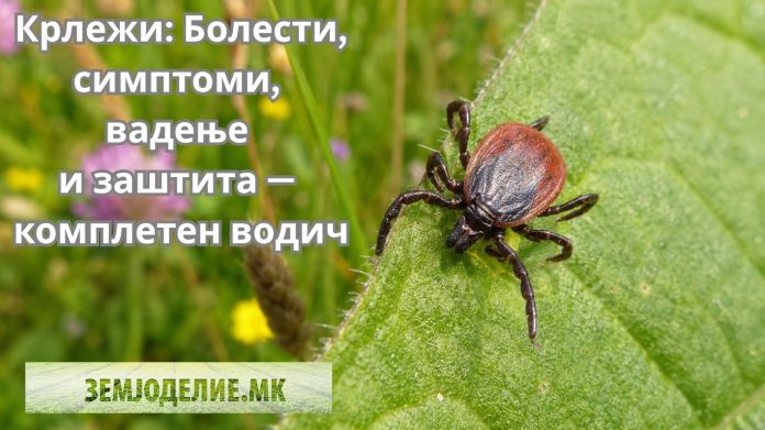 Krlezi Крлежи