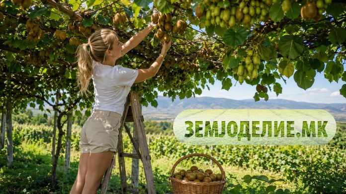 Одгледување киви