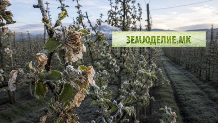 Steti od golomrazica Resen штети од голомразица Ресен
