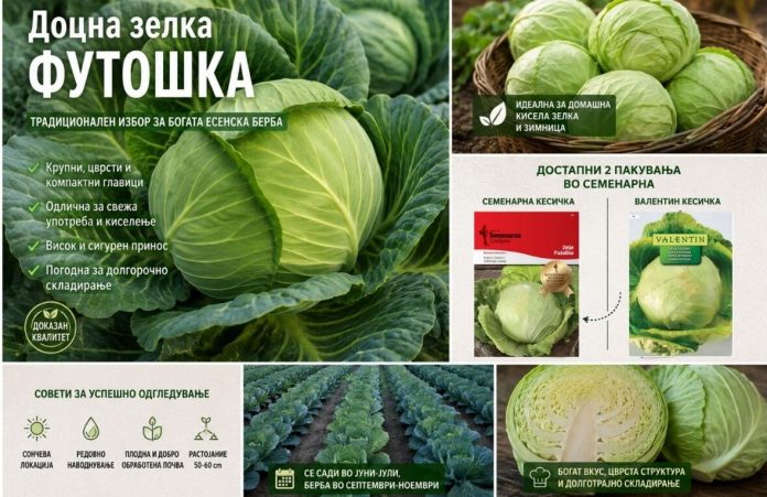 Zelka futoska Зелка Футошка