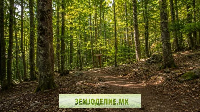 Барање за движење во шума: документи и контакти барање за движење во шума