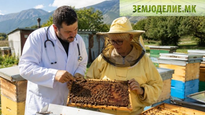 Болести кај пчелите: кои се лечат, кои не — целосен водич болести кај пчелите