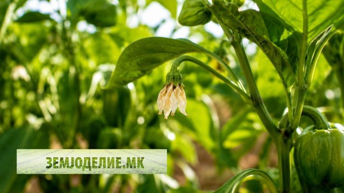 Frlanje na cvetovi piperka i domat фрлање на цветови пиперка домат