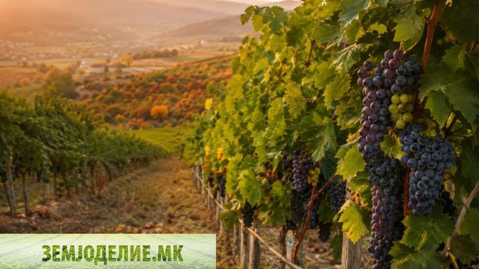 Зошто половина лозарите во Македонија садат погрешна сорта? Вистинската сметка за профит по хектар најпрофитабилни сорти грозје Македонија