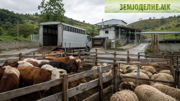 Otkupuvaci na ziv dobitok za kolenje откупувачи на жив добиток за колење