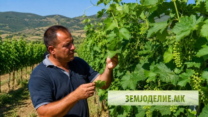 Работи во лозјето во јули: комплетен водич за лозари работи во лозјето јули
