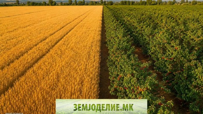 Пченица носи 30.000, цреши 780.000 денари по хектар — вистинската сметка за 24 култури во Македонија Заработка по хектар