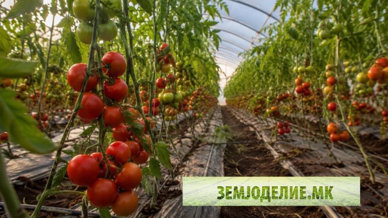 Одгледување на домати – комплетен водич за високи приноси