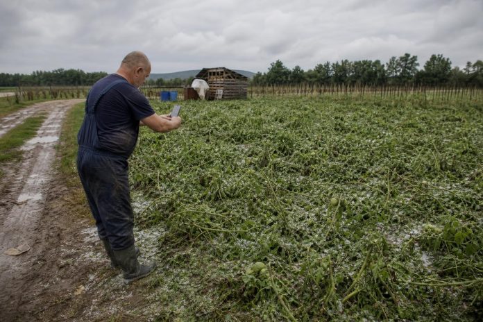 dokumentiranje-shteta-na-parcela-po-grad-poroen-dozhd-nevreme Земјоделец ја фотографира оштетената нива по град