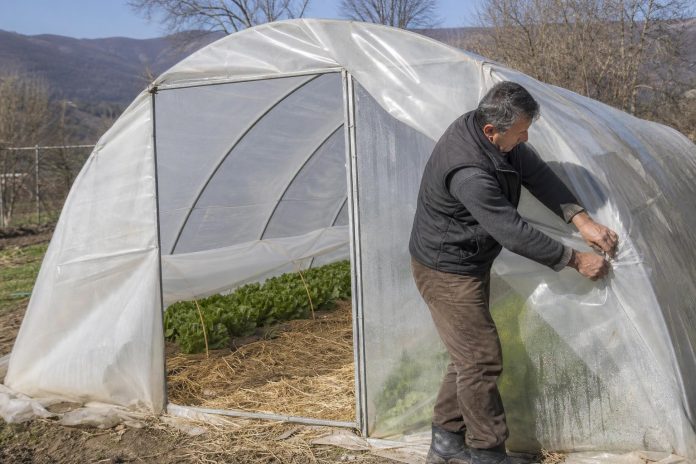 plastenik-pred-prvite-studovi-dvojna-folija-provetruvanje-zashtita-kor Земјоделец проверува фолија и ниски тунели во пластеник пред студови