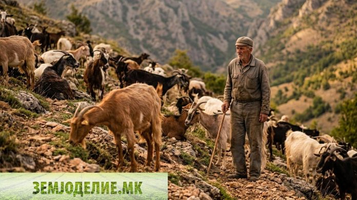 Субвенции за кози: 1.159 одгледувачи добија исплата за 2025 субвенции за кози