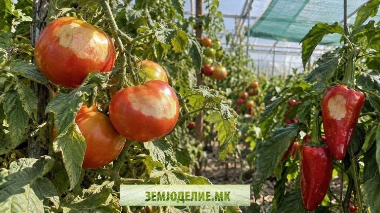Сончеви изгореници кај домат и пиперка — заштита