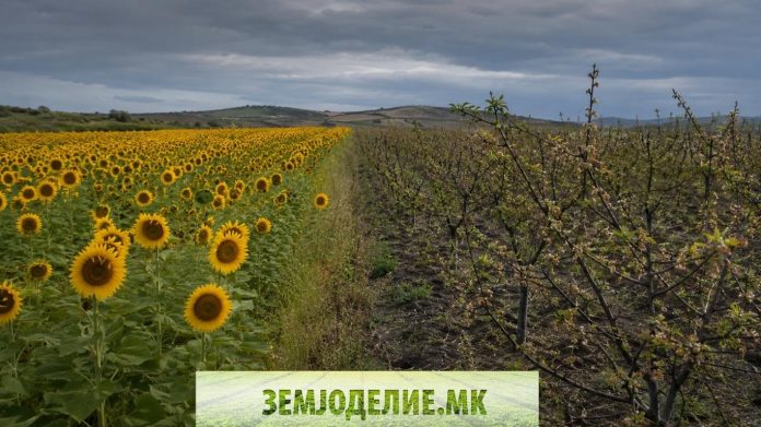 Земјоделско производство во 2025: раст и остар пад Земјоделско производство