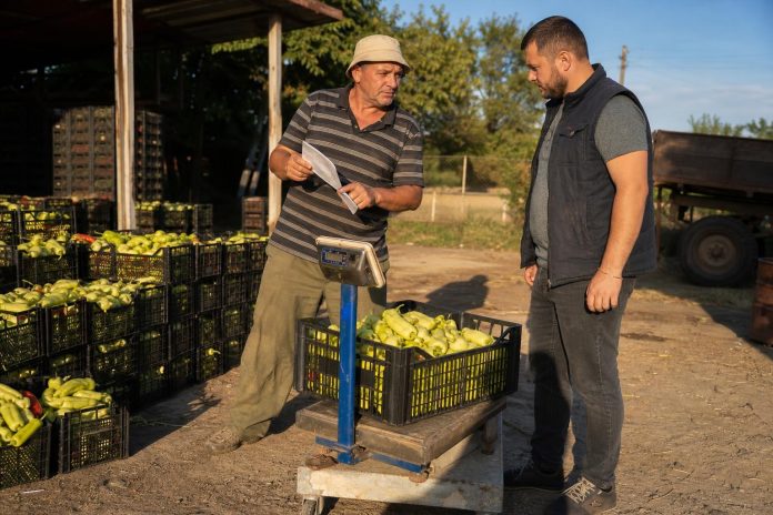 Како да се чита официјалната база на откупни цени: откуп, продажба и просек Земјоделец и откупувач проверуваат вага и податоци за цената на зеленчукот
